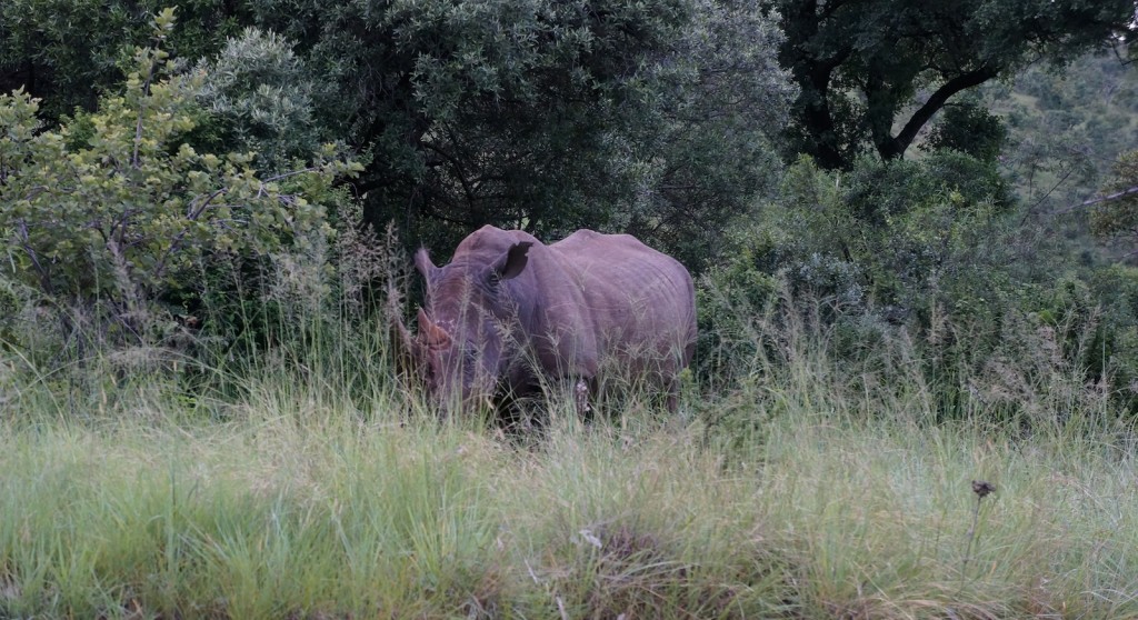 Rhinoceros, one of the "Big Five", spotted during Lama Ole's visit in the national park near Johannesburg.